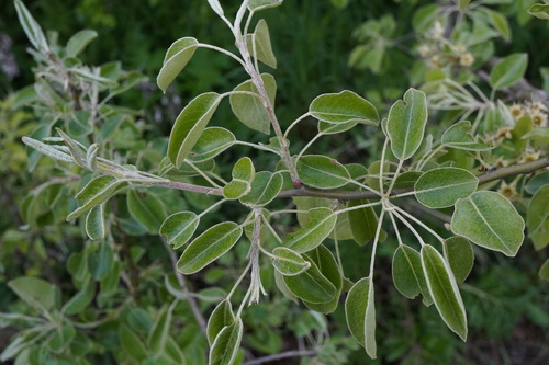 Pyrus nivalis, photograph 3