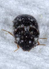 Paranovelsis perplexus