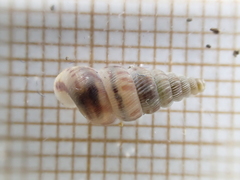 Cochlostoma septemspirale