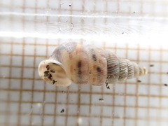 Cochlostoma septemspirale