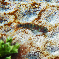 Hoese's Dwarfgoby photo 2