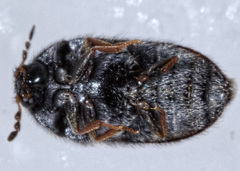 Paranovelsis perplexus