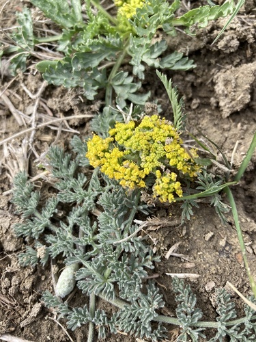Carrotleaf Desert-parsley (Lomatium foeniculaceum)
