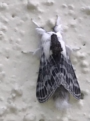 Tolype velleda