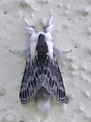 Tolype velleda