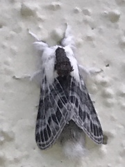 Tolype velleda