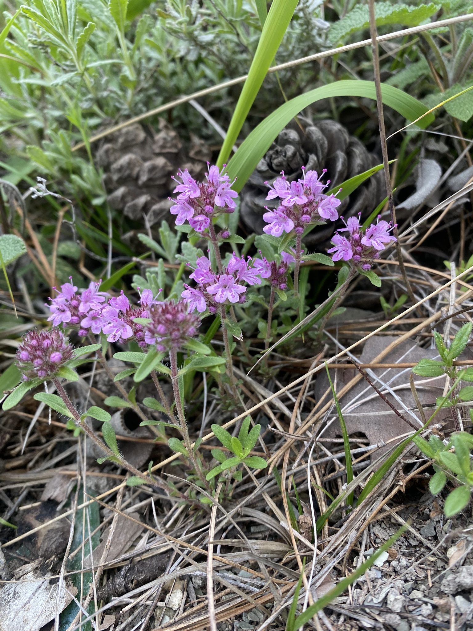 Photo by Илья Руденко via iNaturalist (Copyright Илья Руденко)