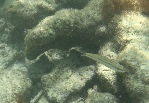 Halichoeres bivittatus