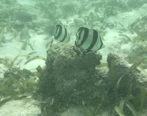 Chaetodon striatus