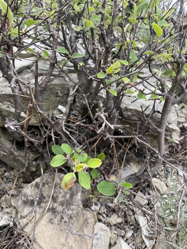Cotoneaster tauricus, photograph 2