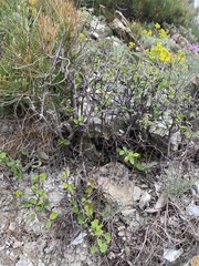 Cotoneaster tauricus, photograph (c) Илья Руденко, some rights reserved (CC BY)