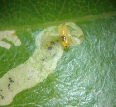 Liriomyza flavolateralis