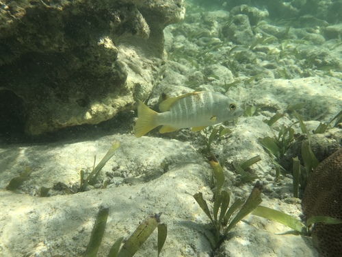 Lutjanus apodus