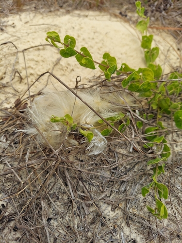 Image of Matelea pubiflora by (c) Athena Philips, some rights reserved (CC BY)