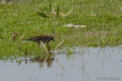 Cinclodes comechingonus