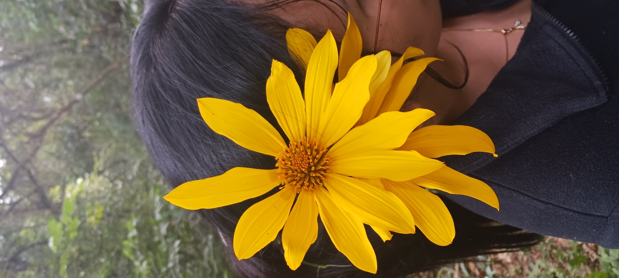 Tithonia diversifolia