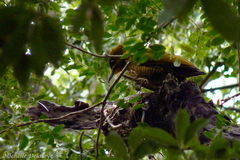 Piculus chrysochloros