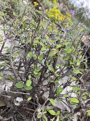 Cotoneaster tauricus, photograph (c) Илья Руденко, some rights reserved (CC BY)