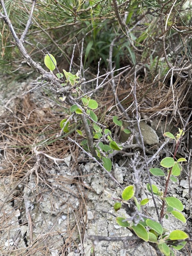 Cotoneaster tauricus, photograph 5