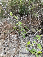 Cotoneaster tauricus, photograph (c) Илья Руденко, some rights reserved (CC BY)