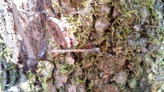 Latrodectus variolus