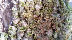 Latrodectus variolus