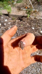 Acanthocinus nodosus