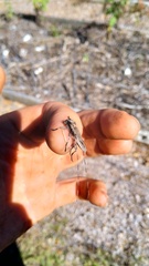 Acanthocinus nodosus