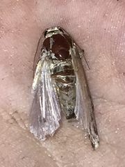 Noctuidae