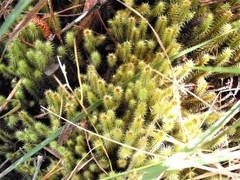 Breutelia pendula