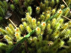 Breutelia pendula