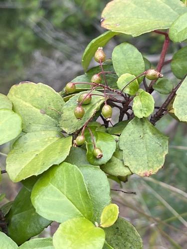 Ribes viburnifolium