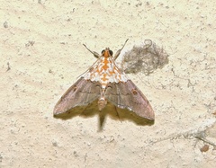 Lepidoptera
