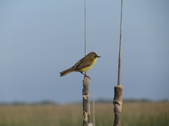 Pseudocolopteryx flaviventris