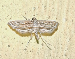 Parapoynx fluctuosalis