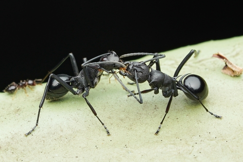 Polyrhachis wheeleriPolyrhachis wheeleri