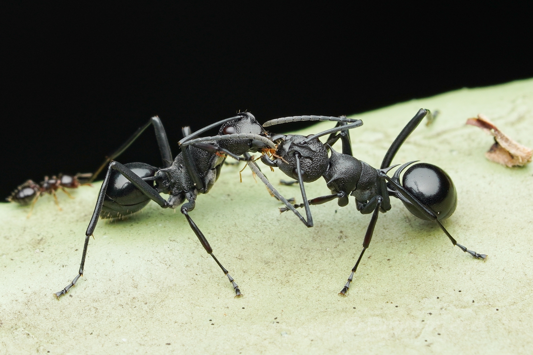 Polyrhachis wheeleri
