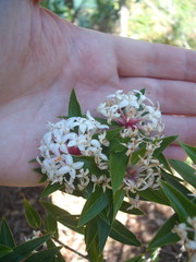 Pimelea longifolia