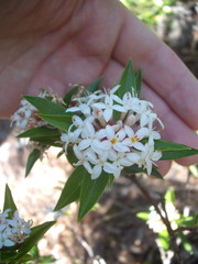 Pimelea longifolia