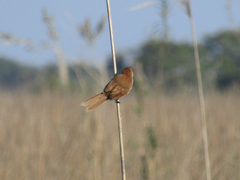 Phacellodomus striaticollis