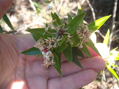 Pimelea longifolia