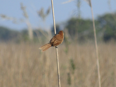 Phacellodomus striaticollis