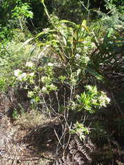 Pimelea longifolia