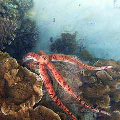 Leiaster coriaceus