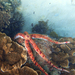 Leiaster coriaceus