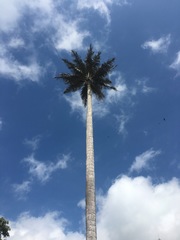 Ceroxylon