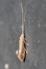 Ceraclea dissimilis