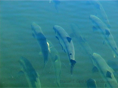 Salmo salar