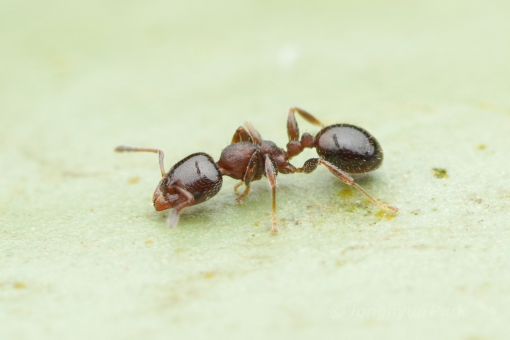 Gauromyrmex