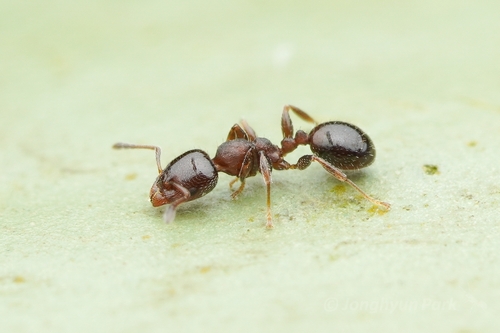 Gauromyrmex bengkalisiGauromyrmex bengkalisi